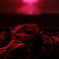 The Paper Kites- Roses