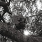 Ty Segall- Hello Hi